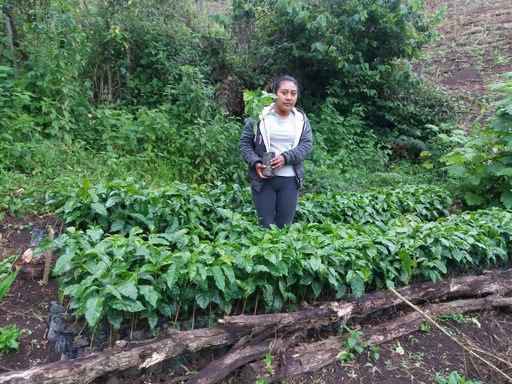 Coffee planting