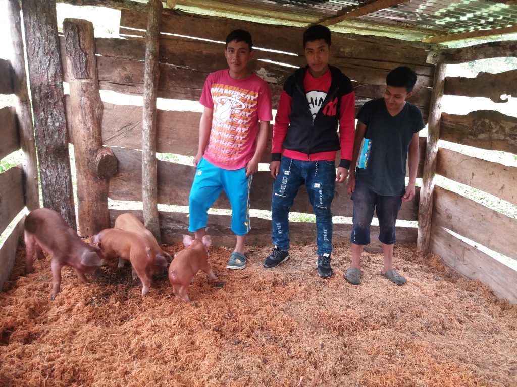 Piglets and boys